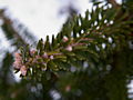 Abies koreana Schneestern IMG_4723 Jodła koreańska